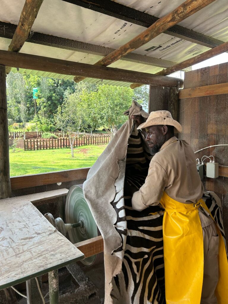 Zebra hides in preparation at Limpopo tannery