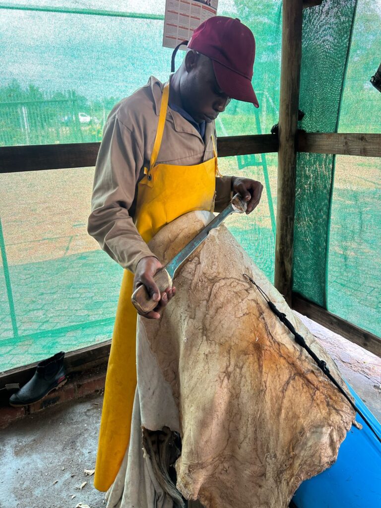 Zebra hides in preparation at Limpopo tannery