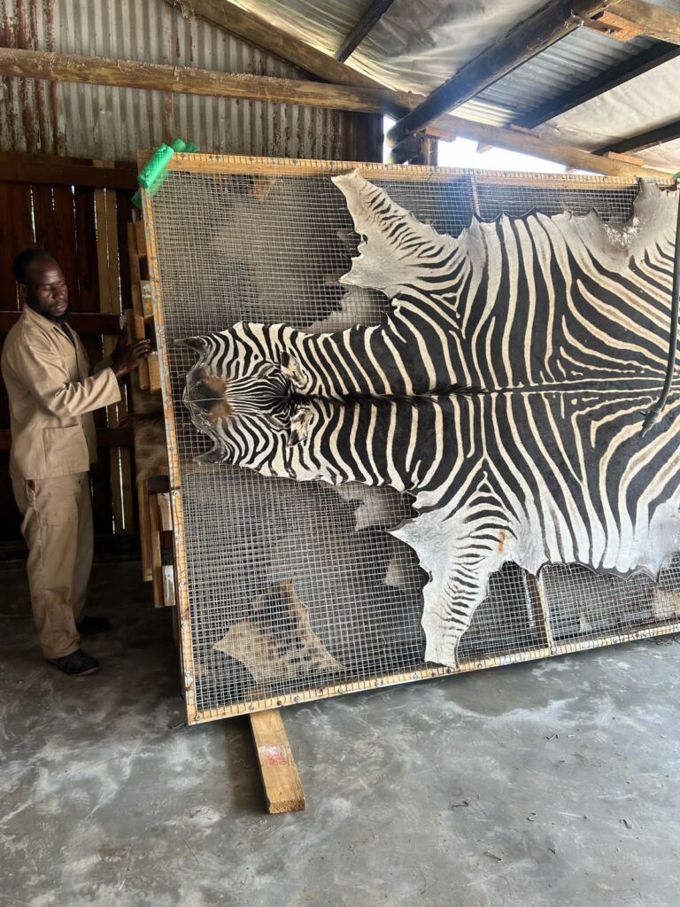 Zebra hides in preparation at Limpopo tannery
