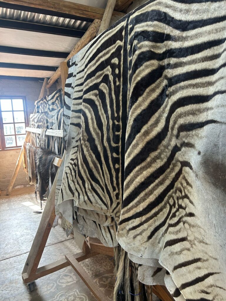 Zebra hides in preparation at Limpopo tannery