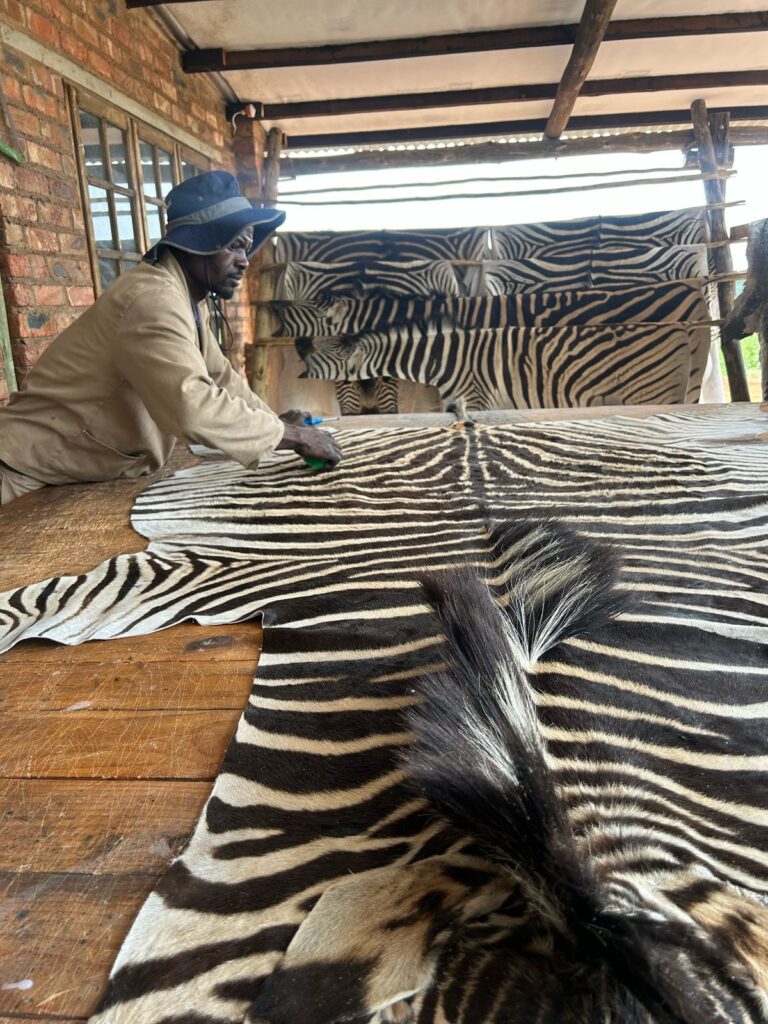 Zebra hides in preparation at Limpopo tannery
