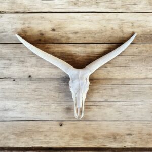 Ankole White Skull