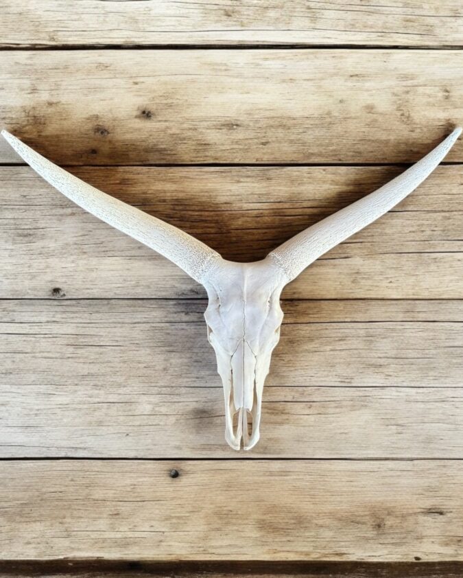 Ankole White Skull