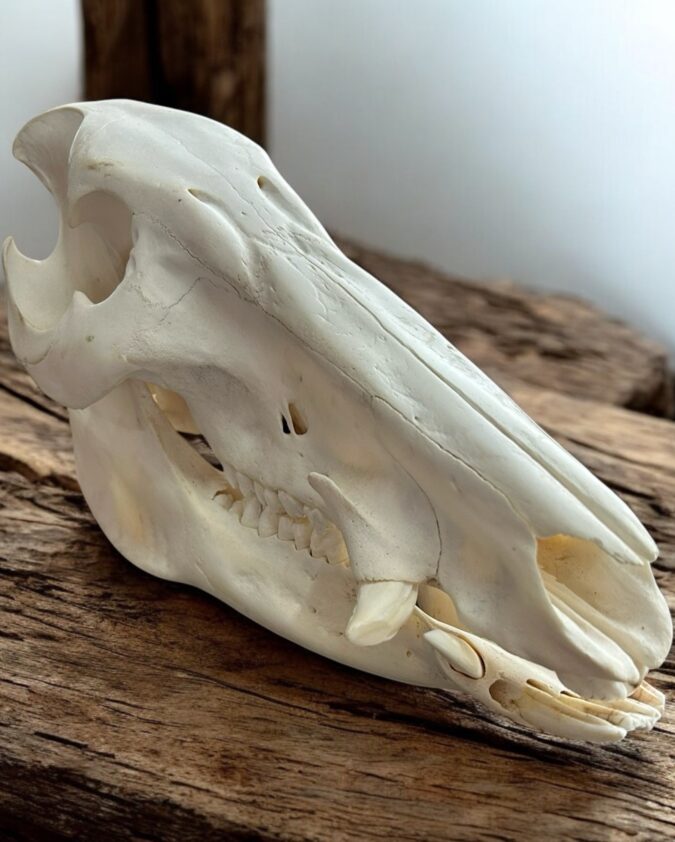 Bushpig Skull