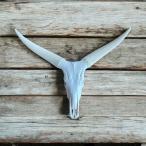 Ankole White Skull | Size: 830x1100mm | Tag No: 1354