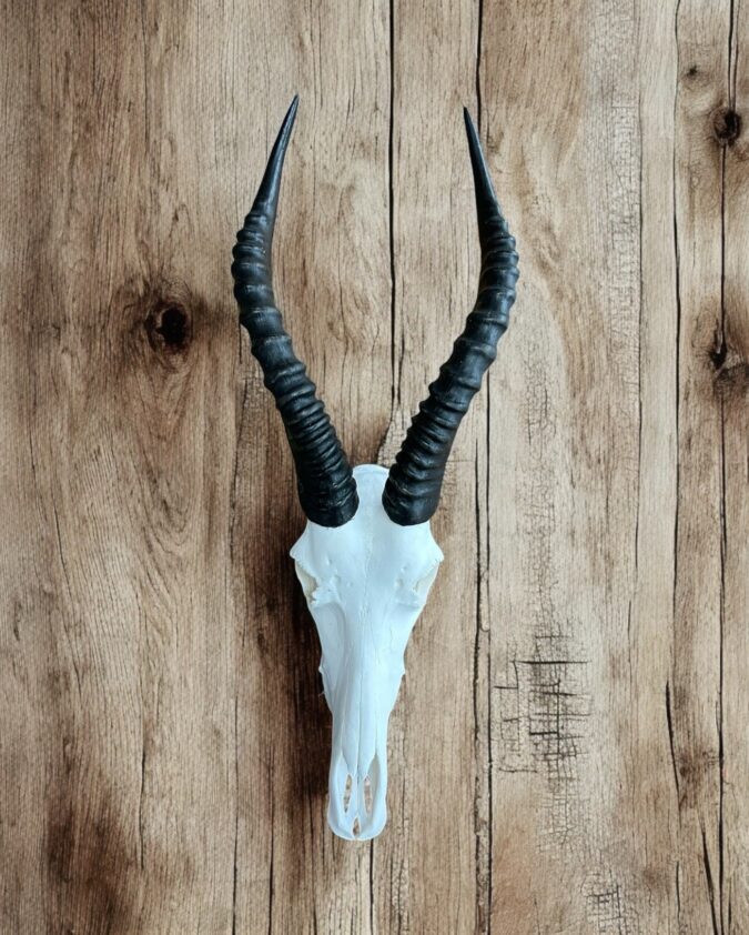 Blesbok skull