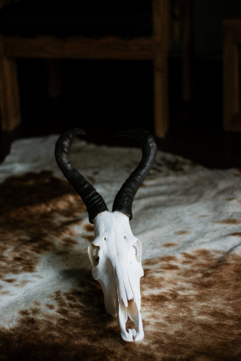 Mounted bleached skulls on wooden stands