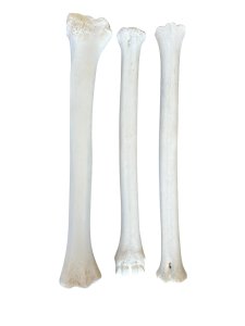 Giraffe Bones Plain