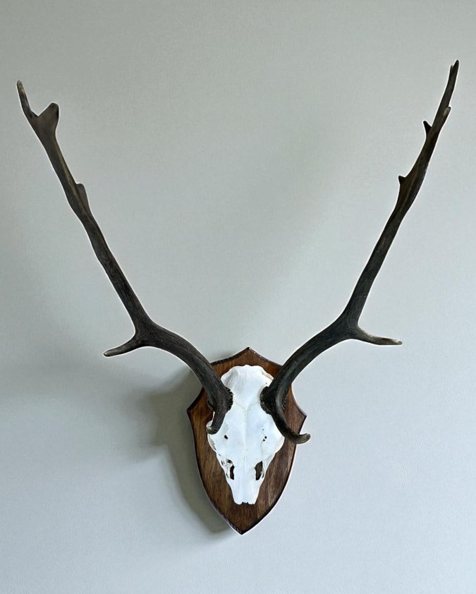 Fallow Deer Skull on Pine Shield