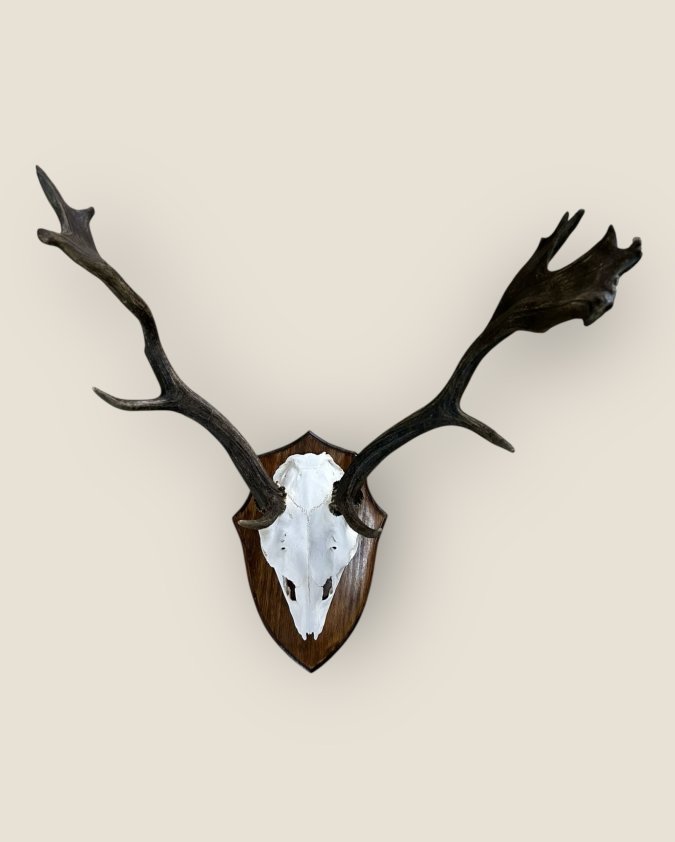 Fallow Deer Skull on Pine Shield