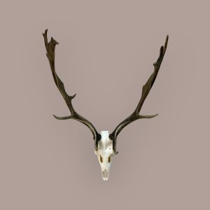 Fallow Deer Skull on Pine Shield