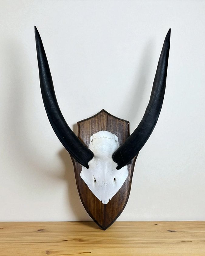 Nyala skull