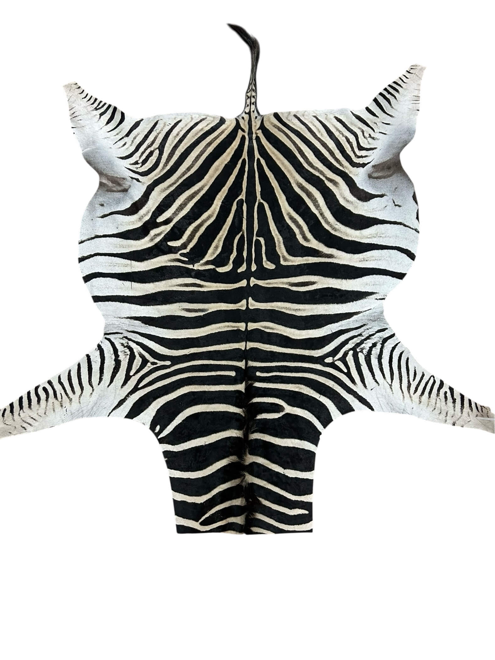 C Grade Zebra Hide Rug – Real African Zebra Skin – 1970×1540 mm – Natural Animal Hide Décor