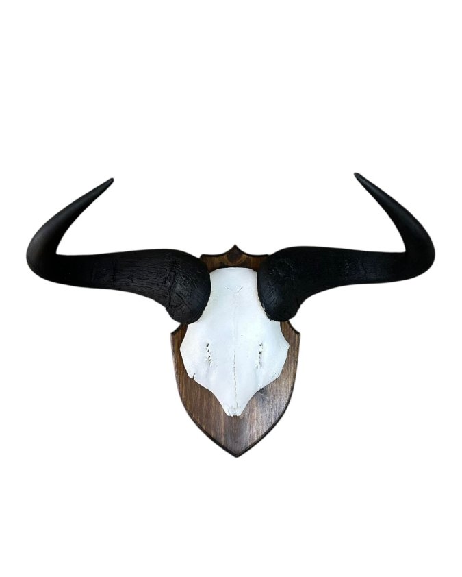 Blue Wildebeest Skull on Pine Shield Size 620x400 Tag No 884