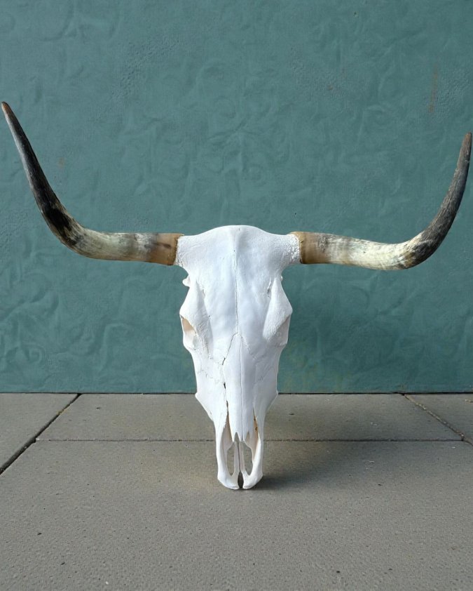 Cow-Skull-Size-700x800-Tag-No-881