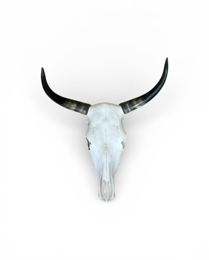 Cow Skull