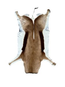 Springbok Hide | Size: 900x500mm