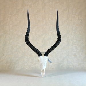 Impala Skull | Size: 600x370mm | Tag No: 840