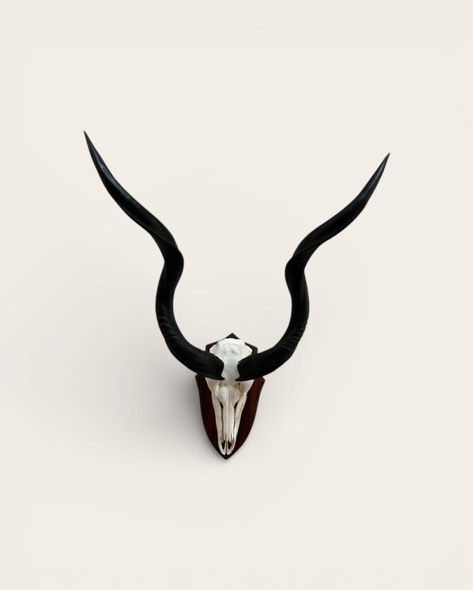 Kudu Skull
