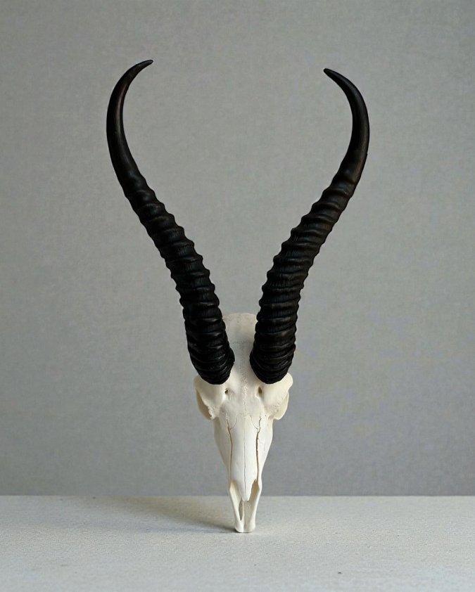 Springbok Skull