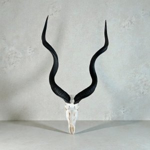 Kudu Skull