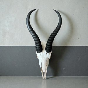 Springbok Skull | Size: 330x180mm | Tag No: 838