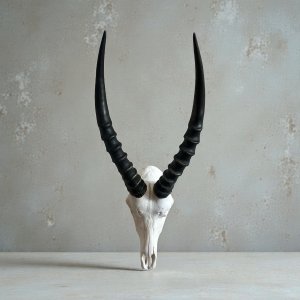 Blesbok Skull | Size: 220x550mm | Tag No: 843