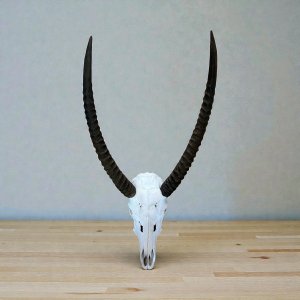 Waterbok Skull | Size: 500x900mm | Tag No: 844