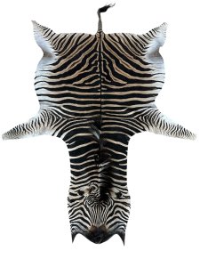 Zebra Hide B Grade