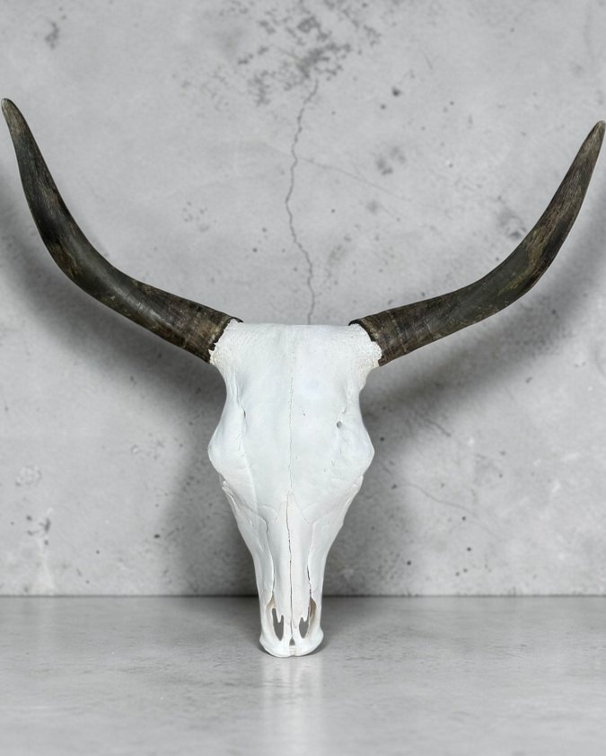 Cow Skull