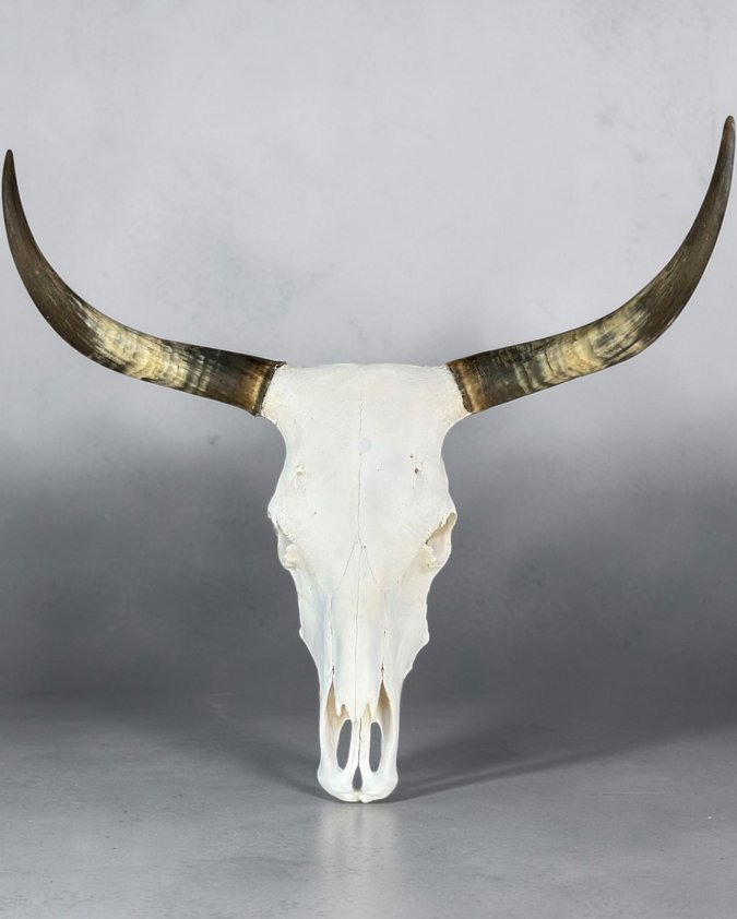 Cow Skull