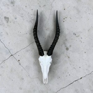 Blesbok Skull