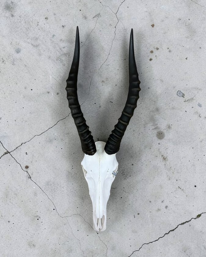 Blesbok Skull