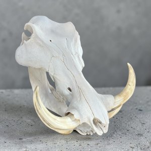Warthog Skull