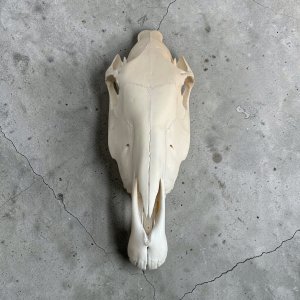 Zebra Skull with Jaw