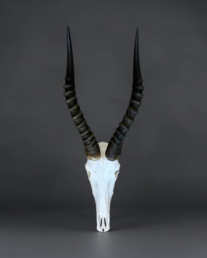 Blesbok Skull