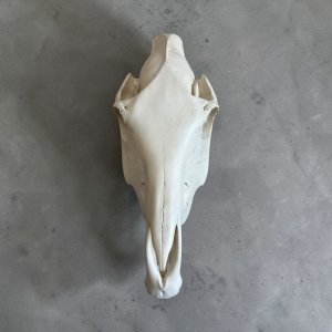 Zebra Skull