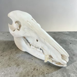 Bushpig Skull