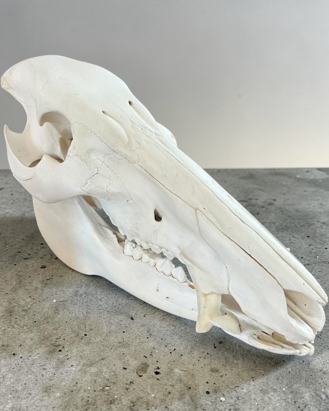 Bushpig Skull