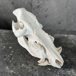 Bushpig Skull