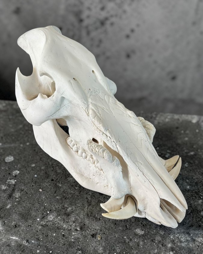 Bushpig Skull