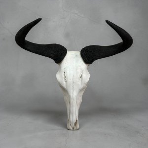 Blue Wildebeest Skull