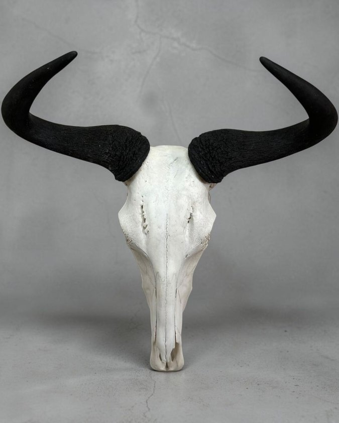 Blue Wildebeest Skull