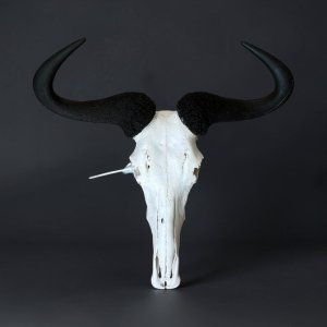 Blue Wildebeest Skull