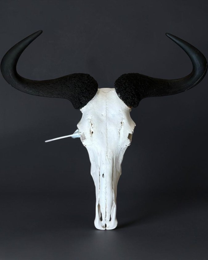 Blue Wildebeest Skull
