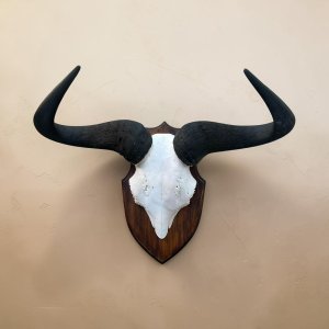 Blue Wildebeest Skull on Pine