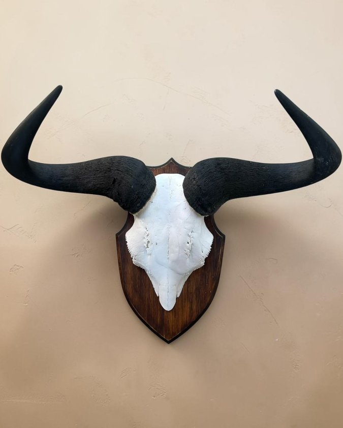Blue Wildebeest Skull on Pine