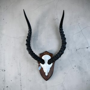 Impala Skull on Pine Shield