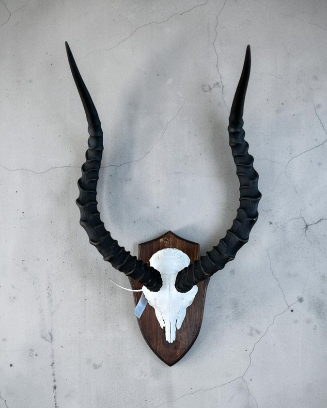Impala Skull on Pine Shield