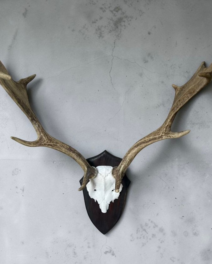 Fallow Deer Skull on Pine Shield